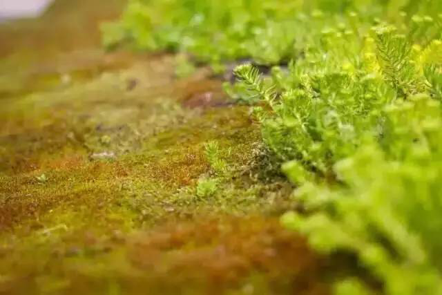 97国际-至尊品牌,源于诺言